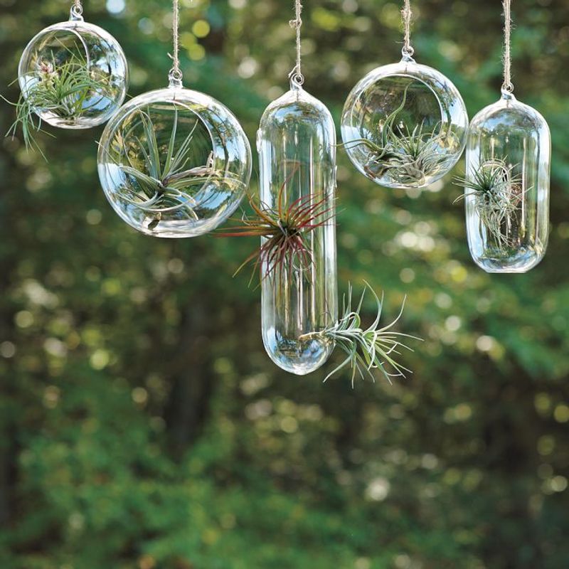 Repurposed Light Bulb Micro-Gardens