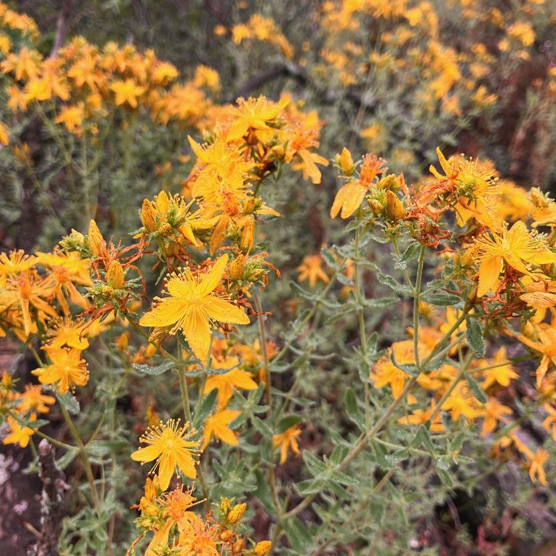 Coppery St. John's Wort