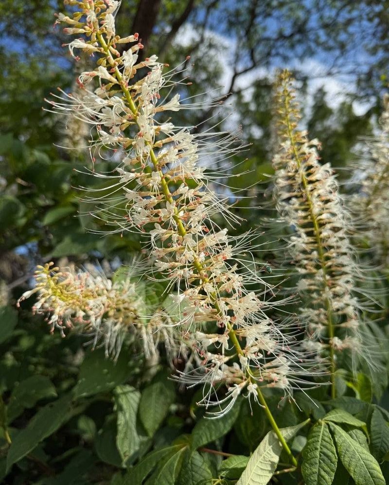 Bottlebrush Buckeye