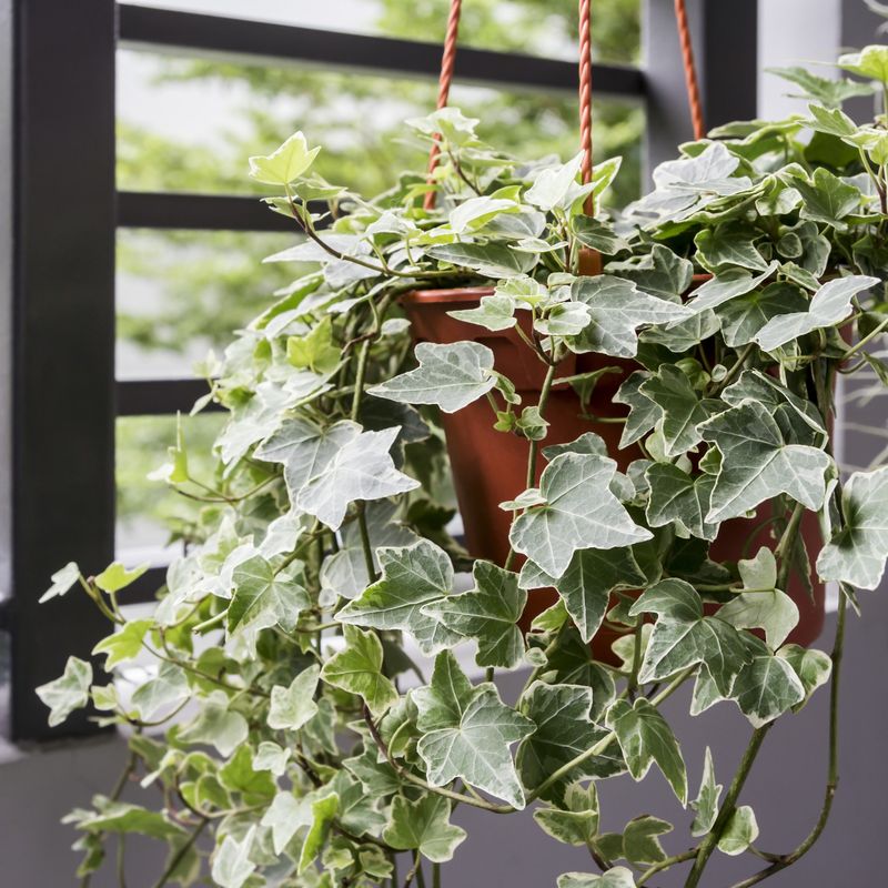 English Ivy