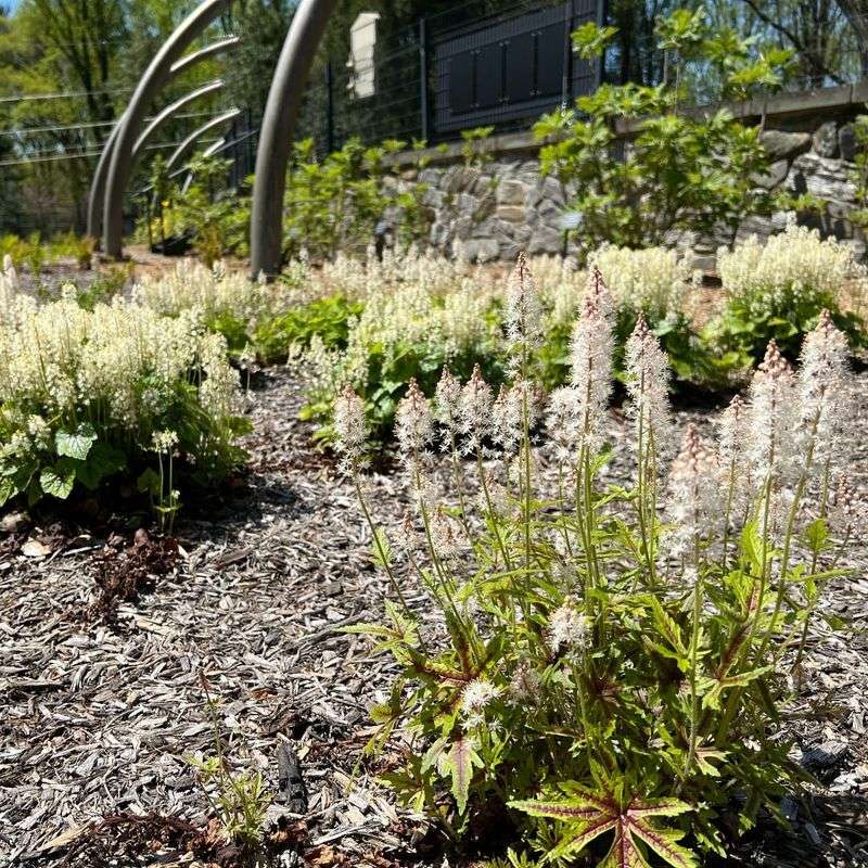 Tiarella (Foamflower)