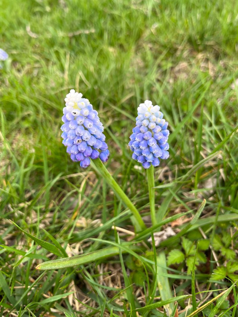 Hyacinths: Fragrant Mouse Fighters