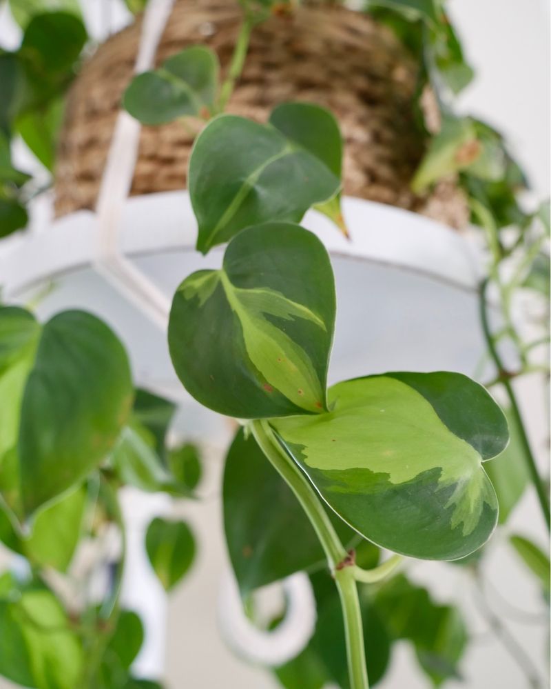 Philodendron