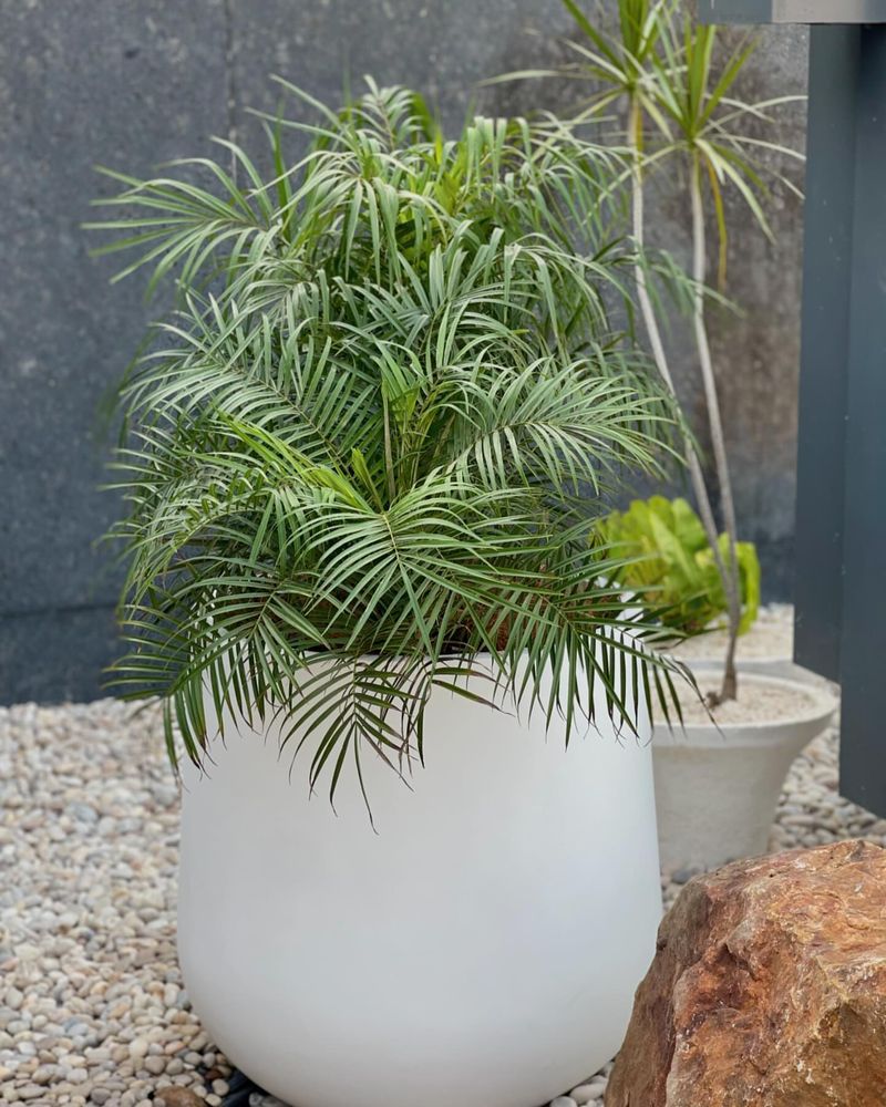 Dwarf Date Palm: Elegant Toxin Remover