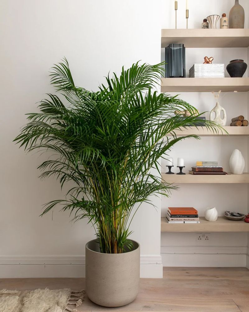 Areca Palm (Dypsis lutescens)
