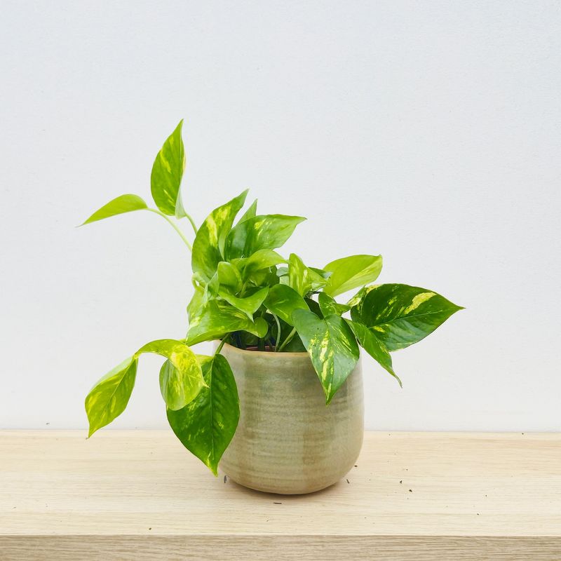 Golden Pothos