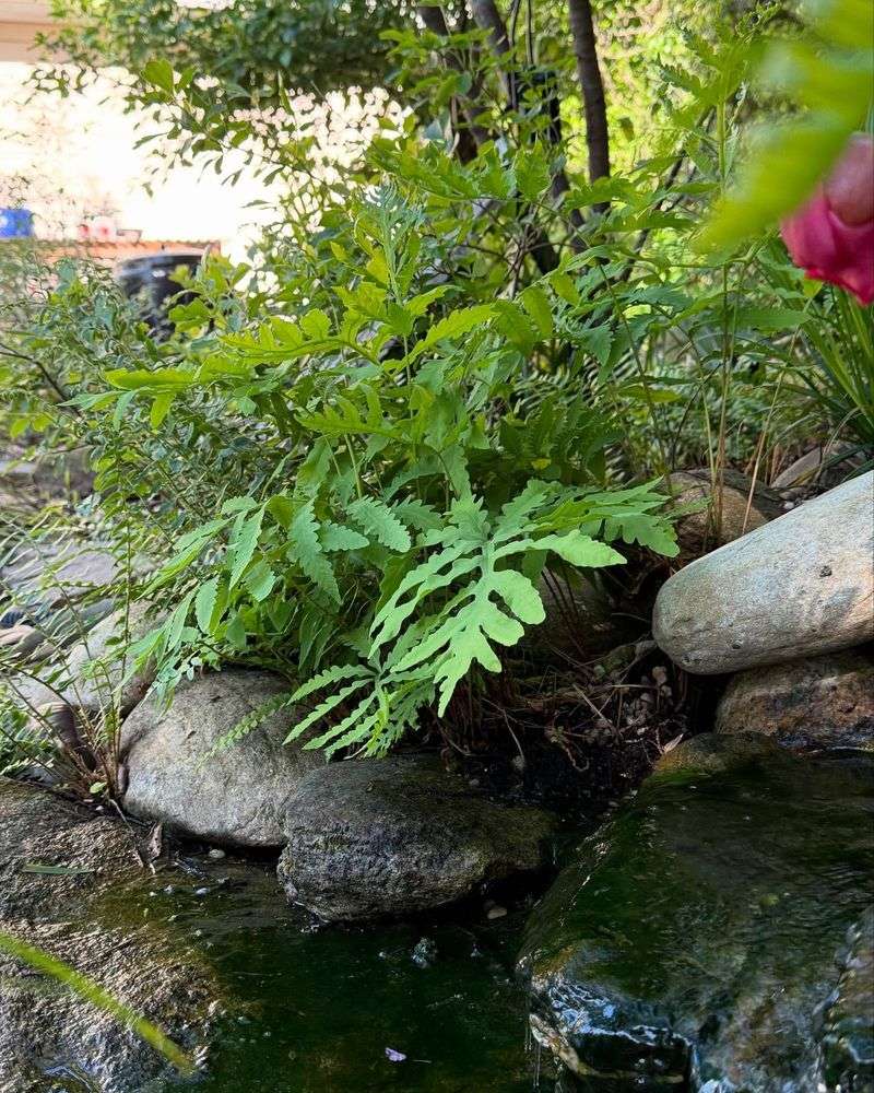 Sensitive Ferns