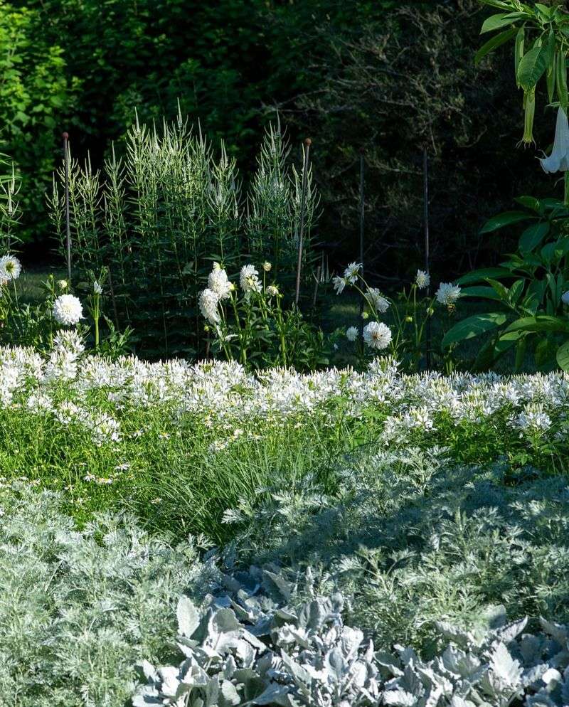 Silver Foliage Borders