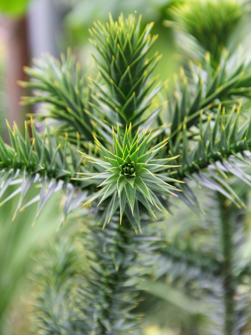 Monkey Puzzle Tree