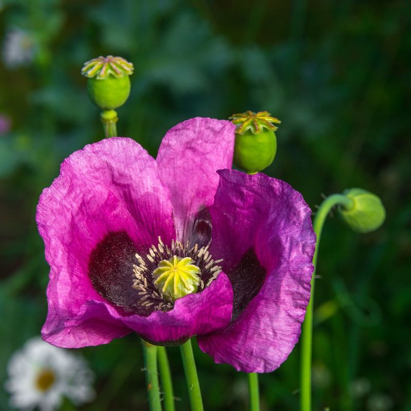 Opium Poppy