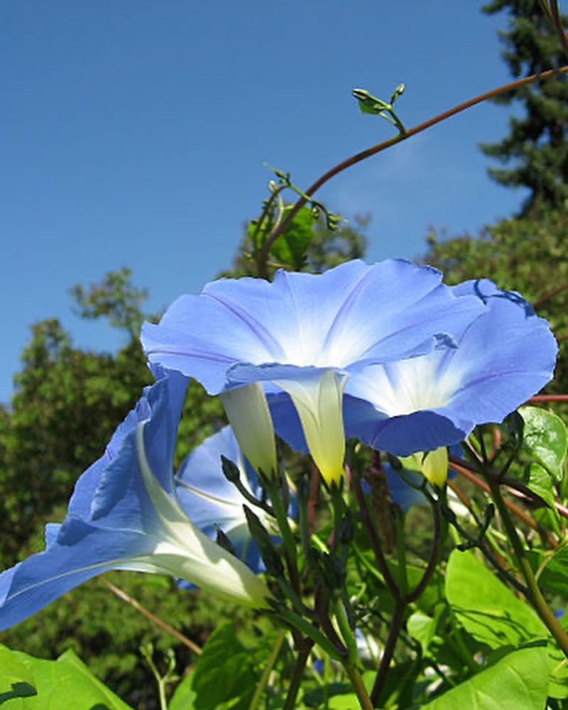Morning Glory
