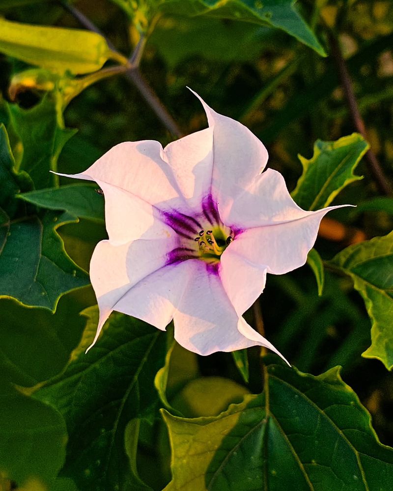 Jimsonweed