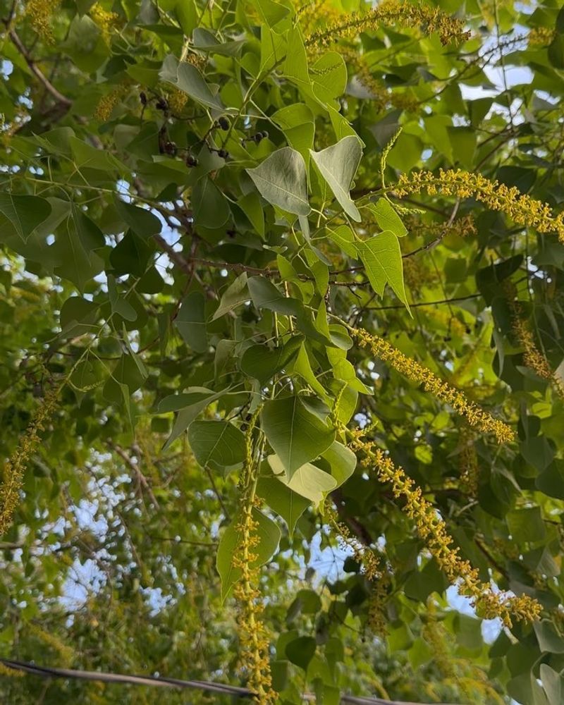 Chinese Tallow (Triadica sebifera)