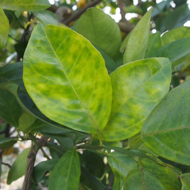 Certain Citrus Varieties
