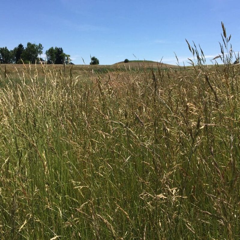 Galleta Grass Thrives In Harsh Conditions