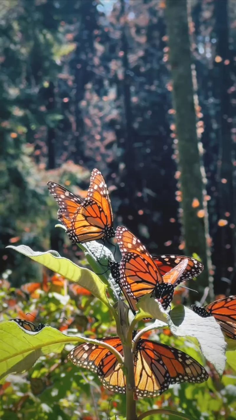 Butterfly Paradise