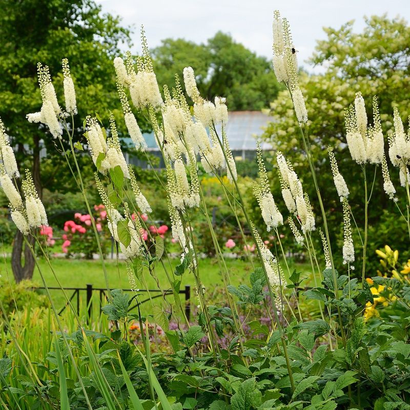 Cimicifuga (Bugbane)