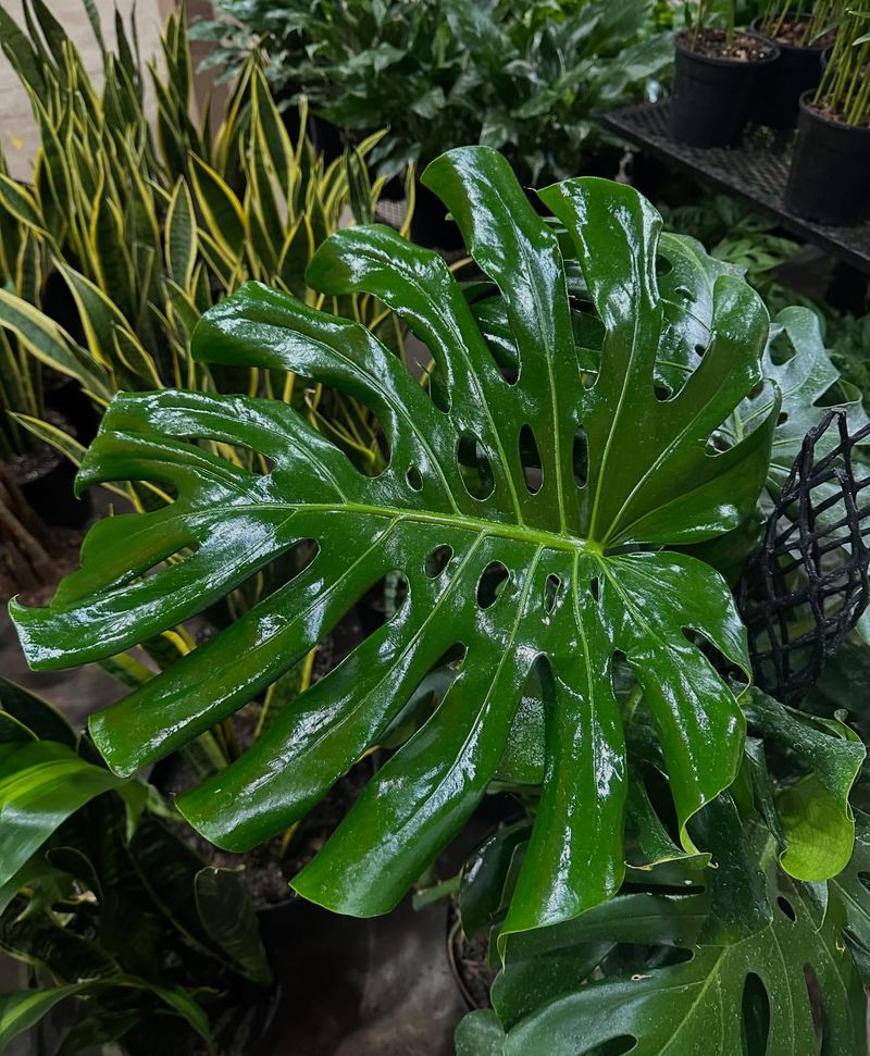 Monstera Leaves