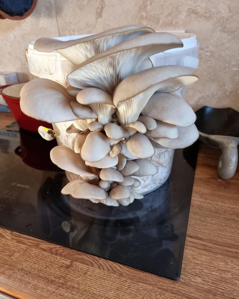 Mushrooms: Fungal Delights in Dark Corners
