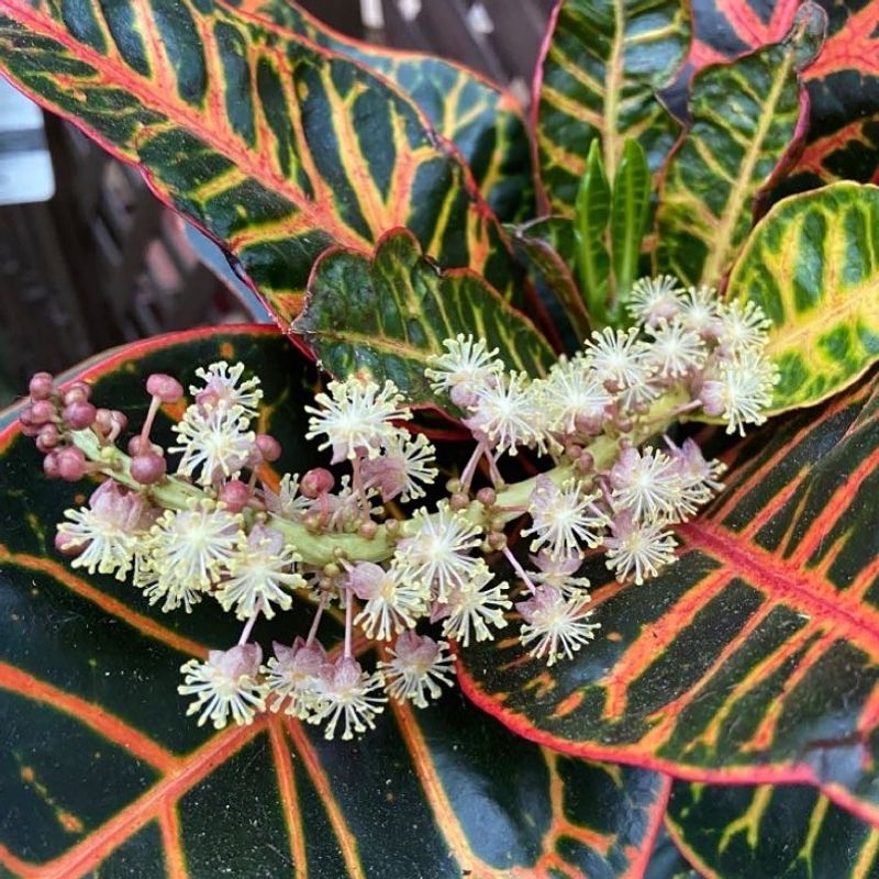 Croton