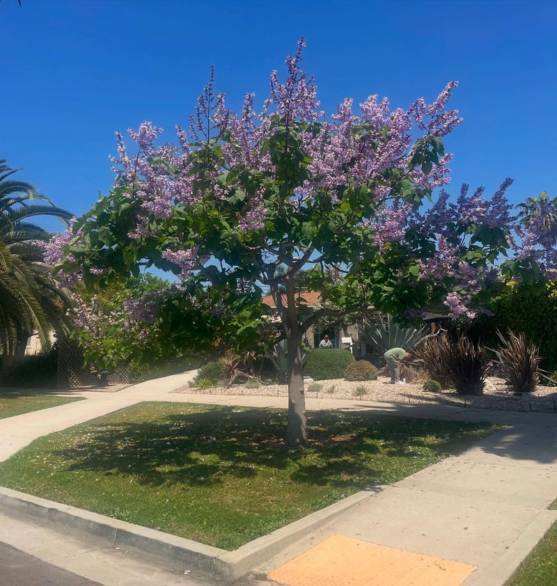 Princess Tree (Paulownia): The Foundation Menace