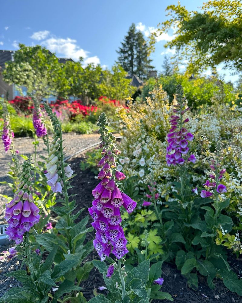 Flopping Foxgloves