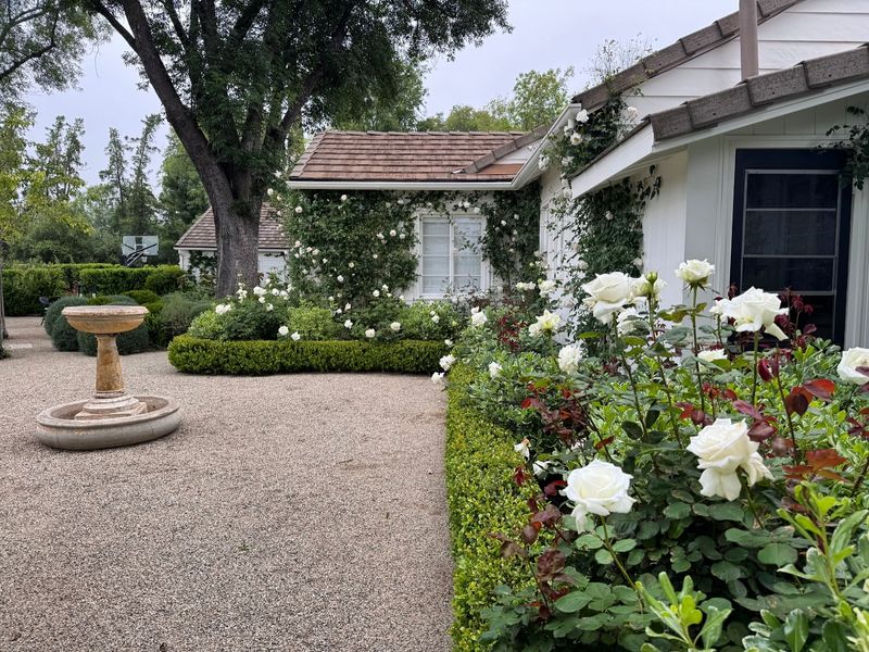 Ojai's Citrus-Scented Rose Havens