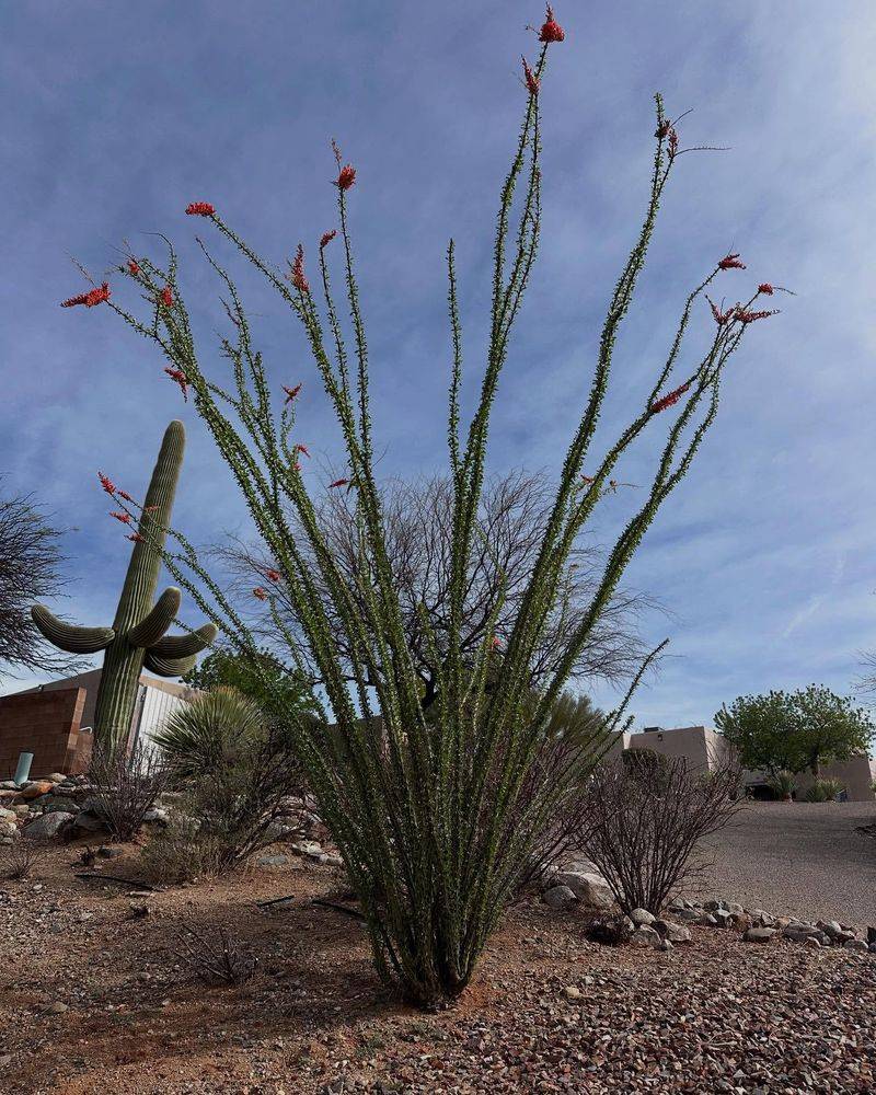 Ocotillo: Living Desert Sculpture