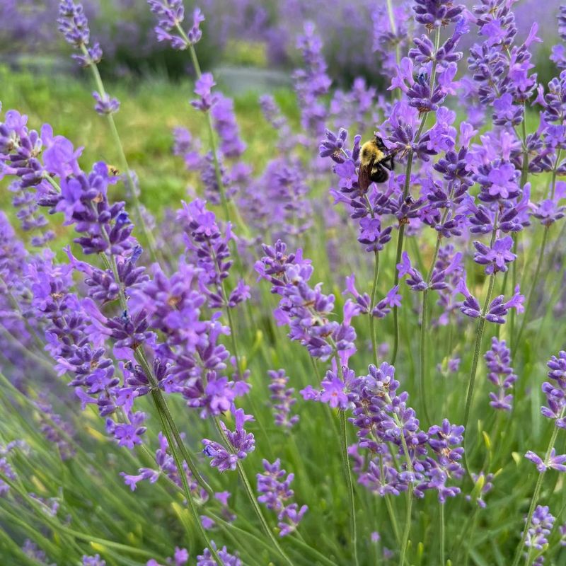 Lavender