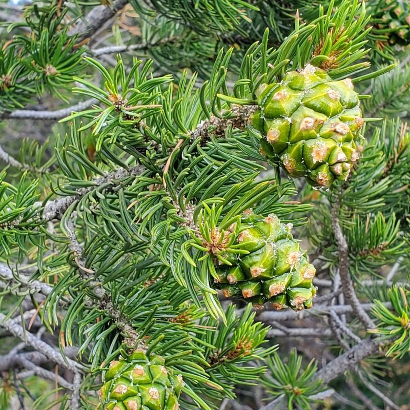 Pinyon Pine