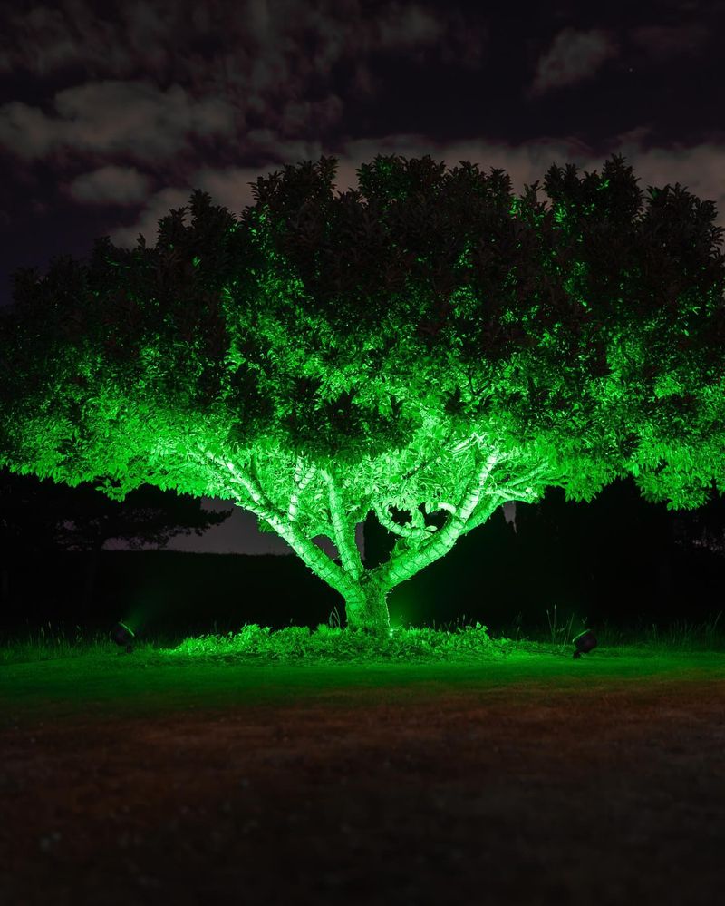 Starlit Tree Canopies