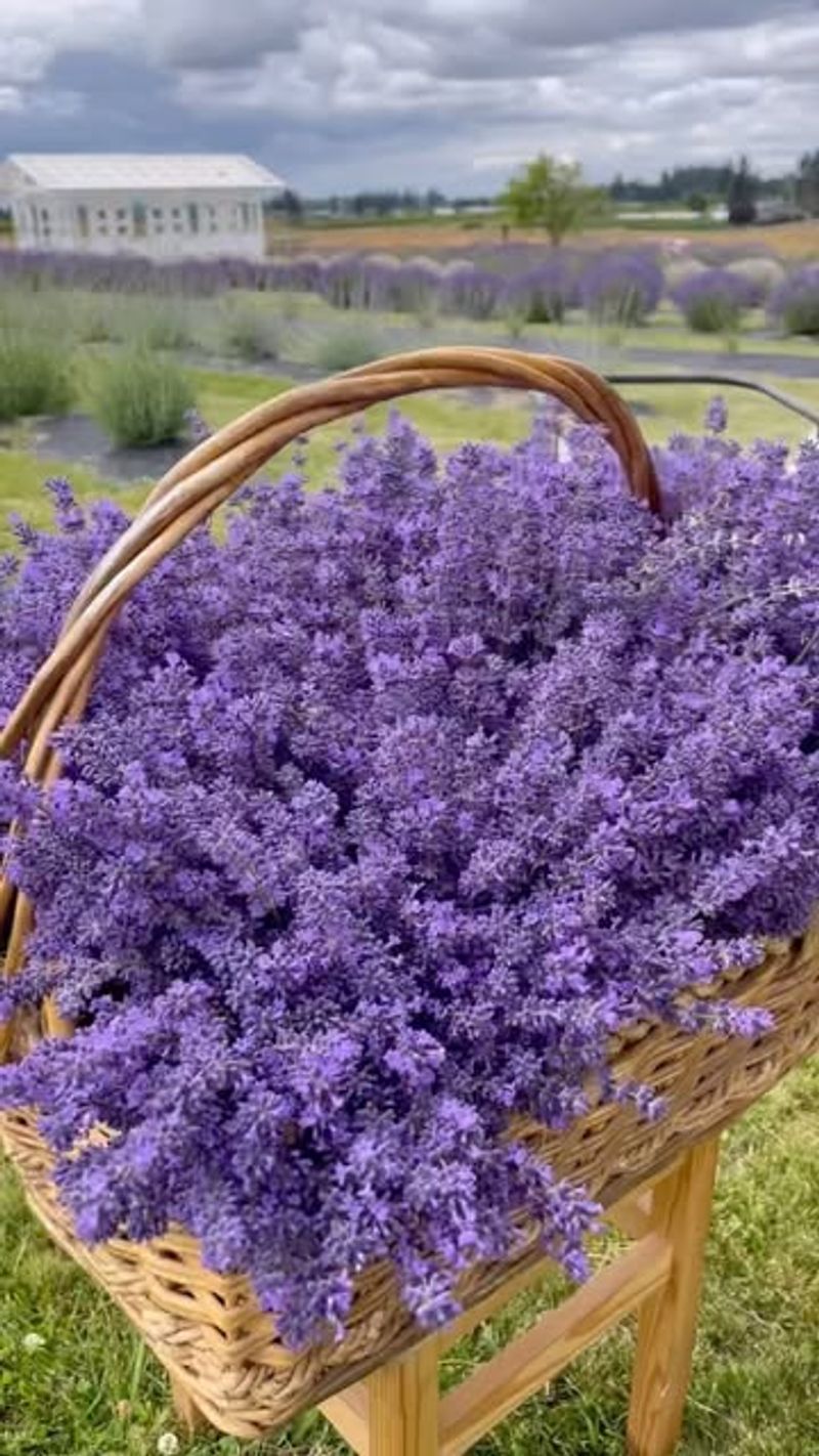 Lavender Products