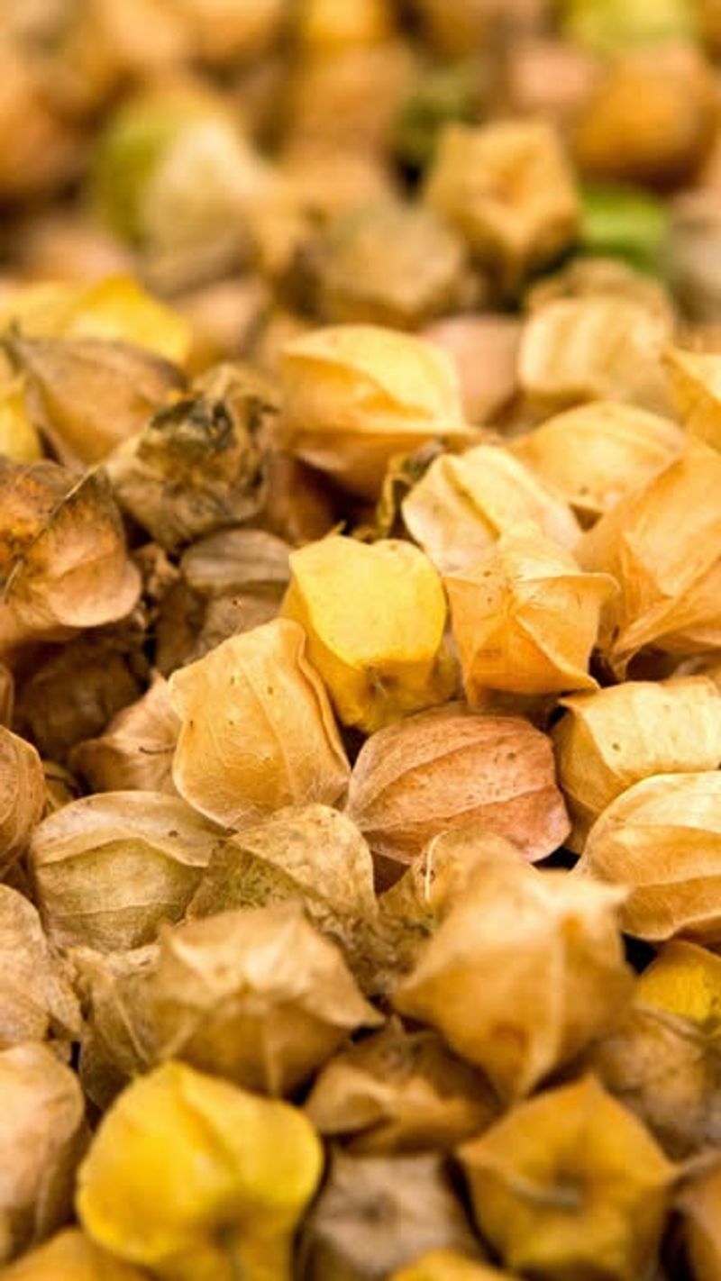 Ground Cherries