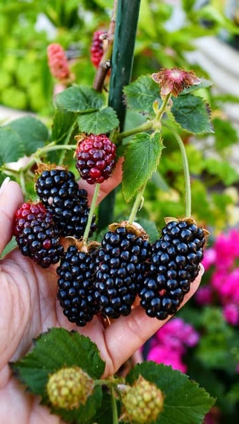 Blackberries