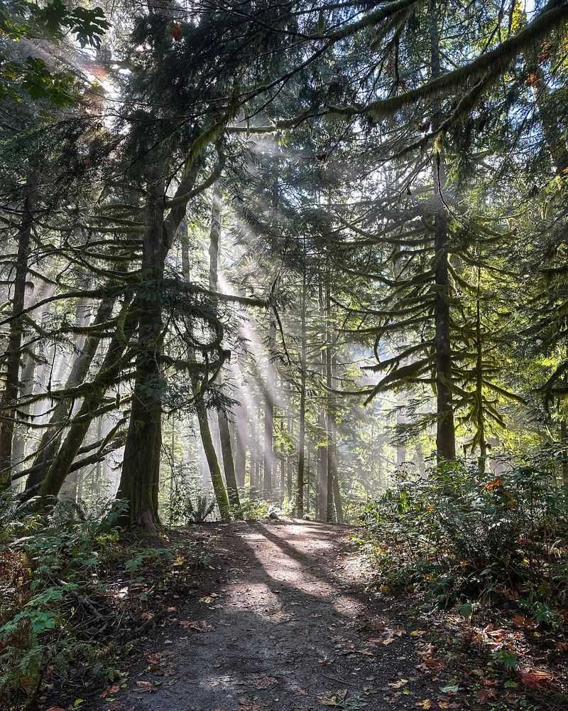 Bandon's Misty Redwood Mornings
