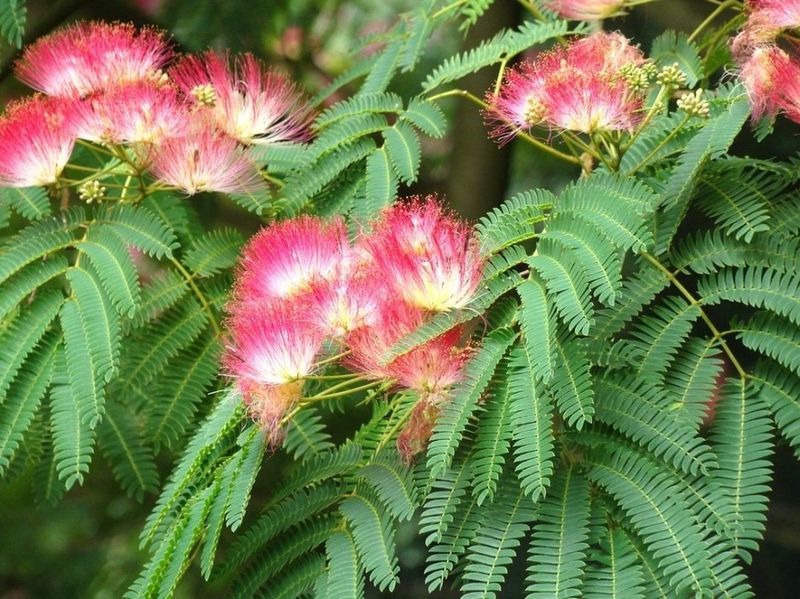 Mimosa Tree