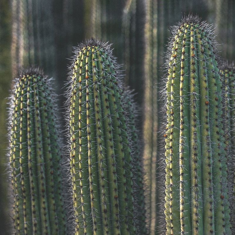 Organ Pipe Cactus: Columns Of Desert Architecture