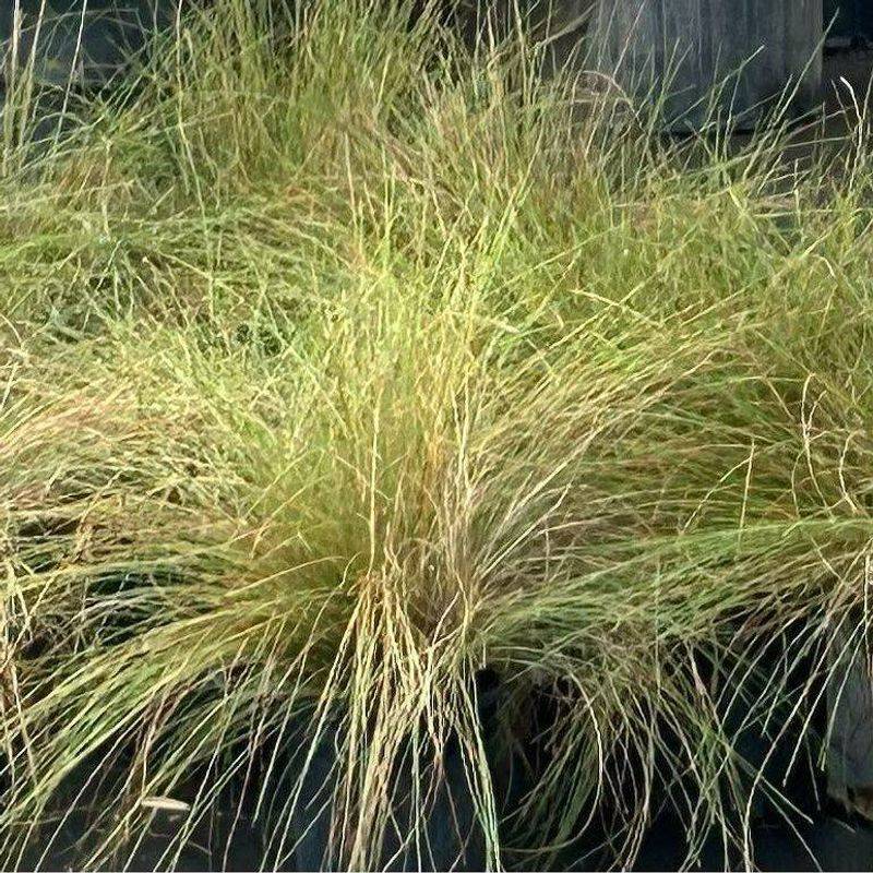 Seaside Dropseed For Breezy Spots