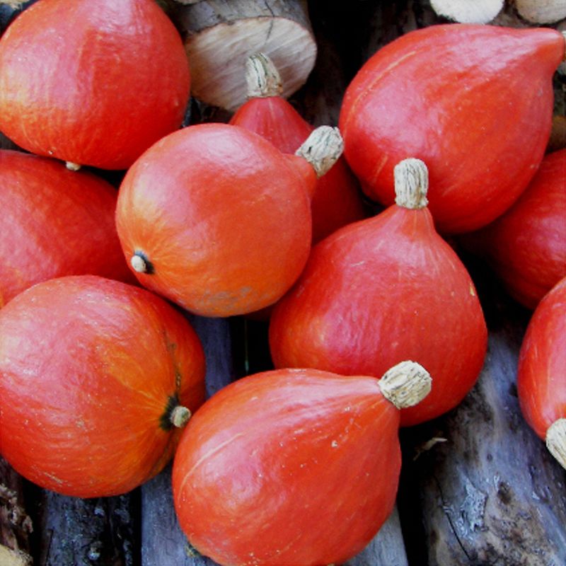 Red Kuri Squash