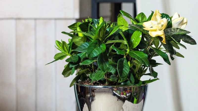 Gardenia