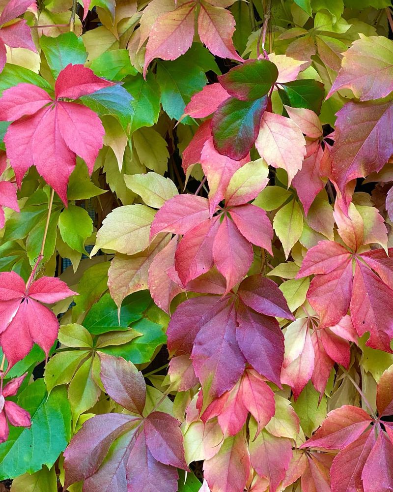 Virginia Creeper