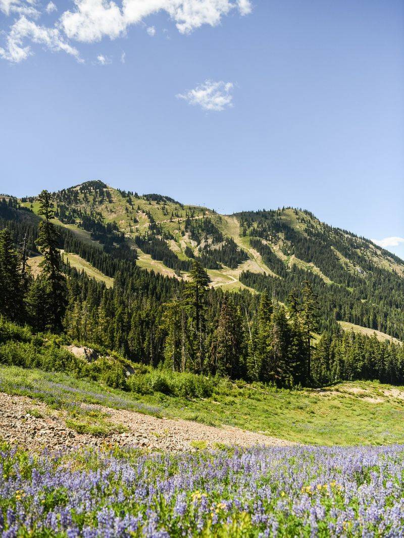 Enumclaw's Shadow of Mount Rainier