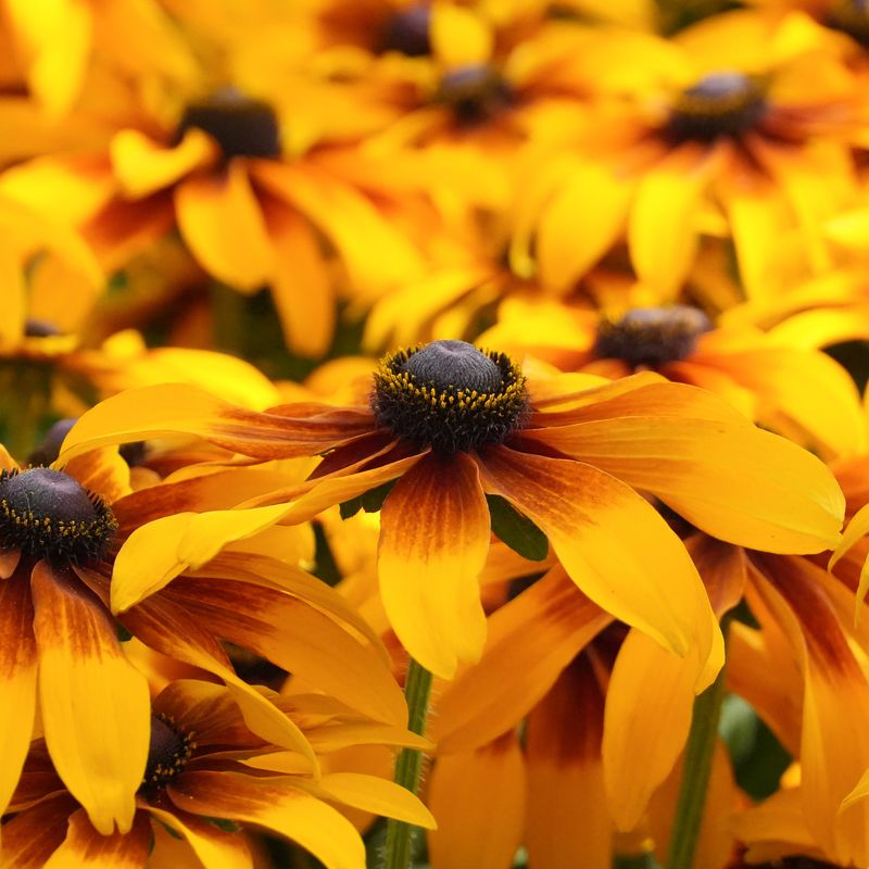 Rudbeckia