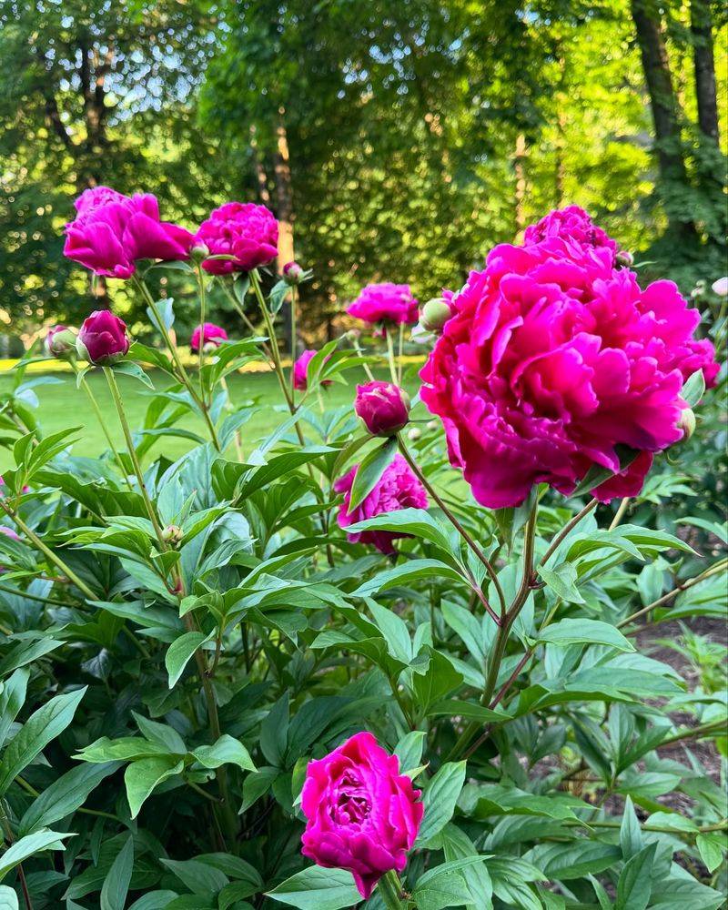Peony