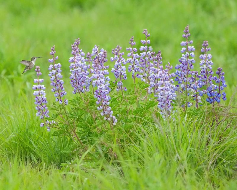 Wild Lupine