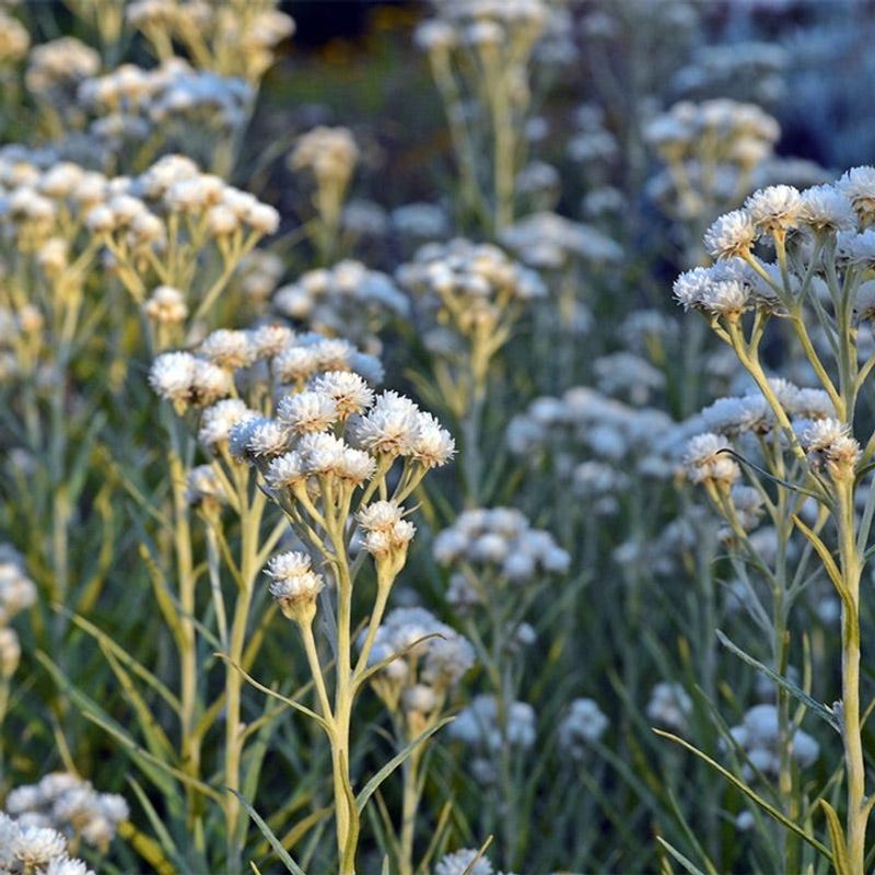 Pearly Everlasting