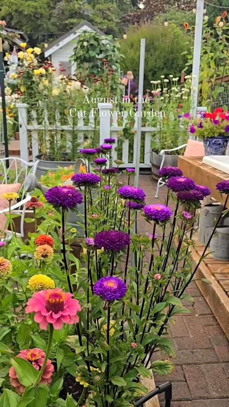 Aster Explosions