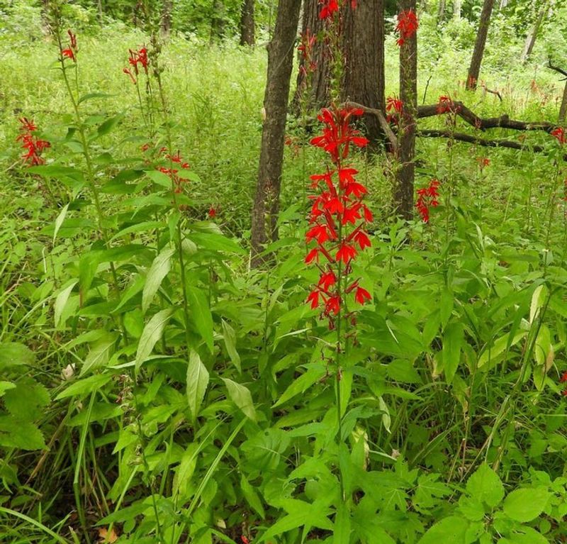 Cardinal Flower (Lobelia cardinalis)