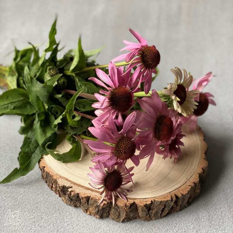 Purple Coneflower: Native Prairie Gems