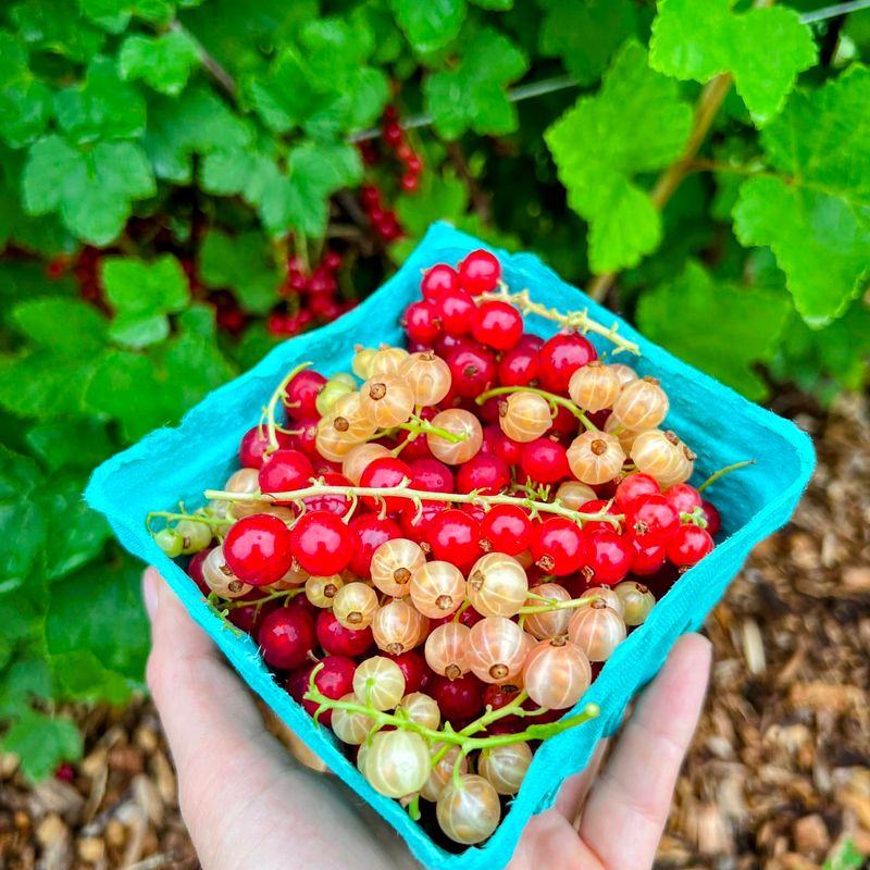 Currants